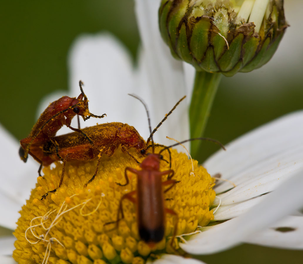 Макро со всего света