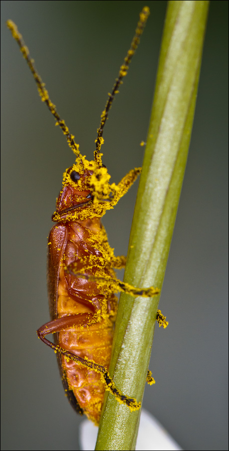Макро со всего света