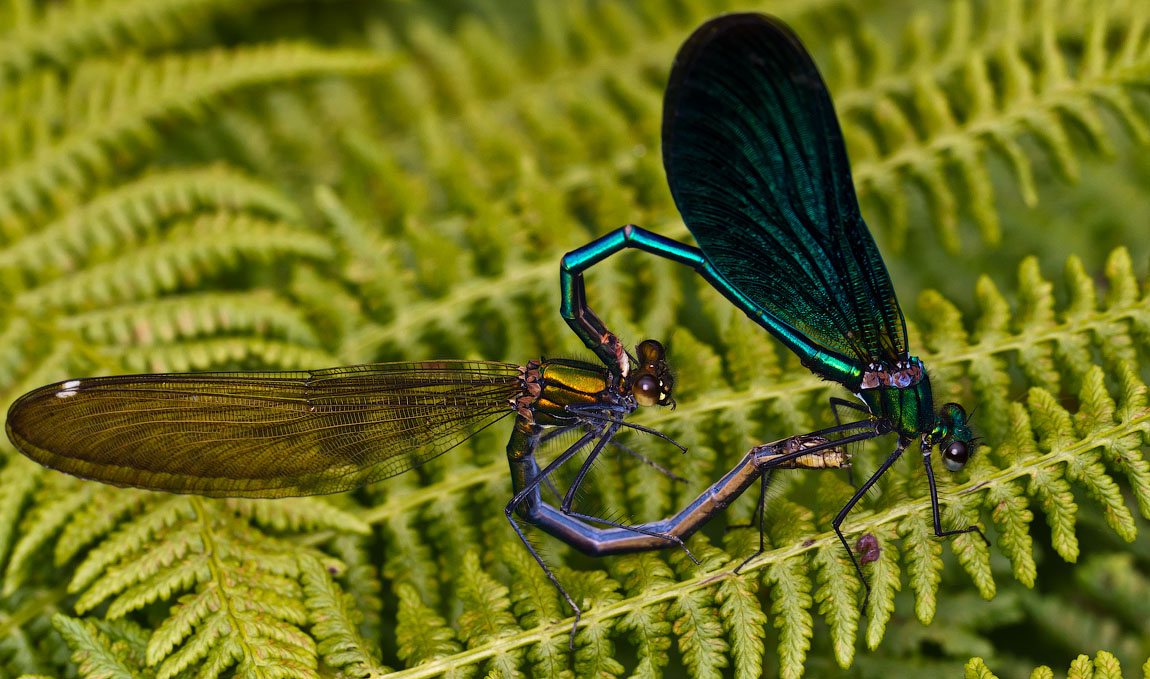 Макро со всего света
