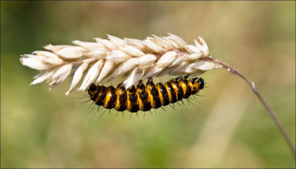 Макро со всего света