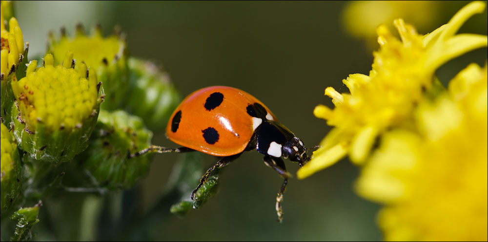 Макро со всего света