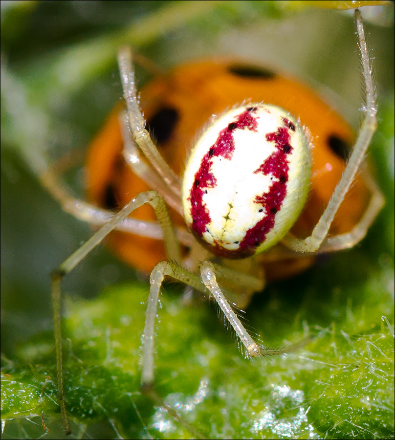 Макро со всего света