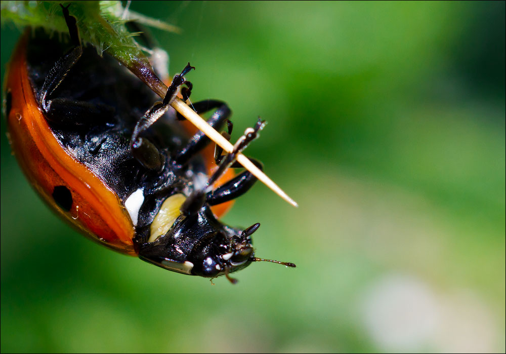 Макро со всего света