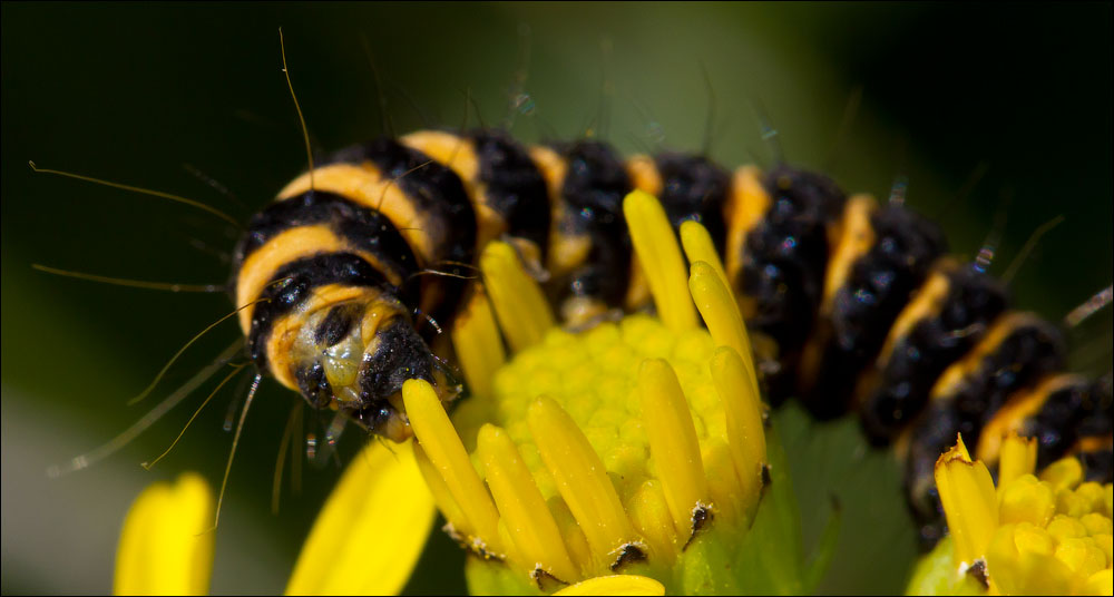 Макро со всего света