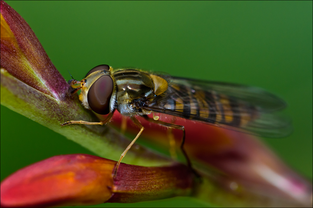Макро со всего света