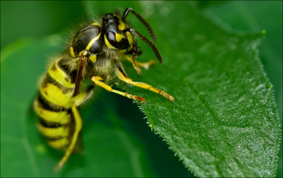 Макро со всего света