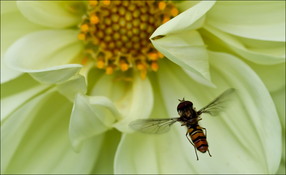 Макро со всего света