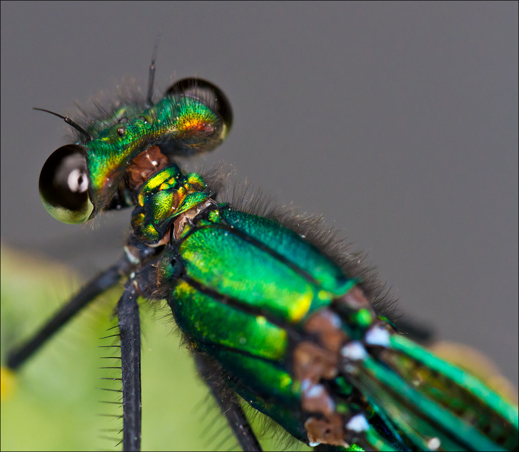 Макро со всего света