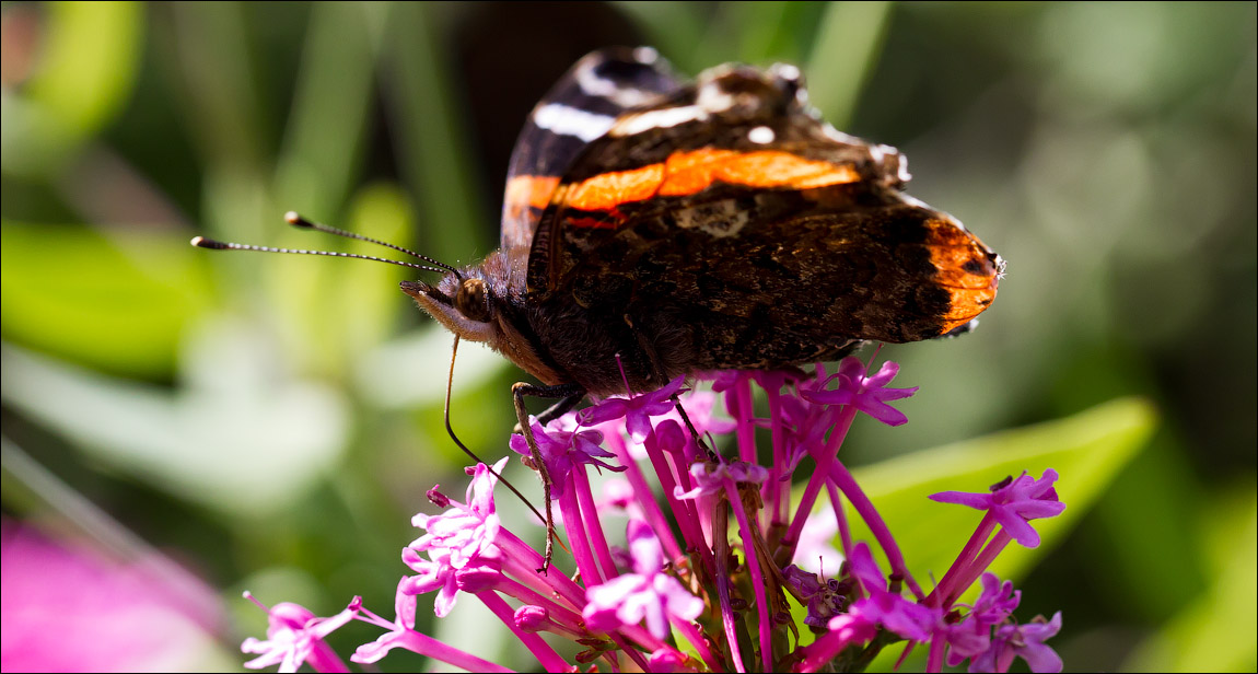 Макро со всего света