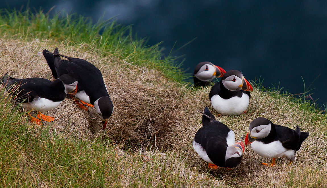 Птицы в фотографиях из путешествий