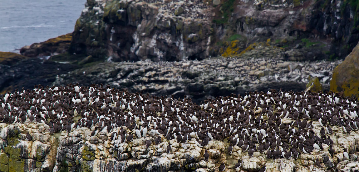 Птицы в фотографиях из путешествий